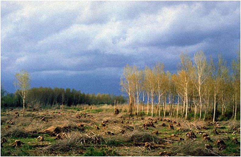 Luciano Beati “Luce e ombra” – DIA Sez. Cat. Paesaggio 2° Premio