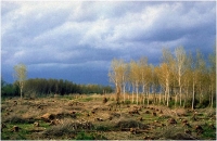 Luciano Beati “Luce e ombra” – DIA Sez. Cat. Paesaggio 2° Premio