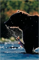 Pierluigi Rizzato "Grizzly feeding" - Sez. CLP Tema Natura 2° Premio