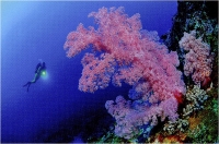 Andrea Carlesi "Ambienti marini 4" - Sez. RRSP Stampe 2° Premio