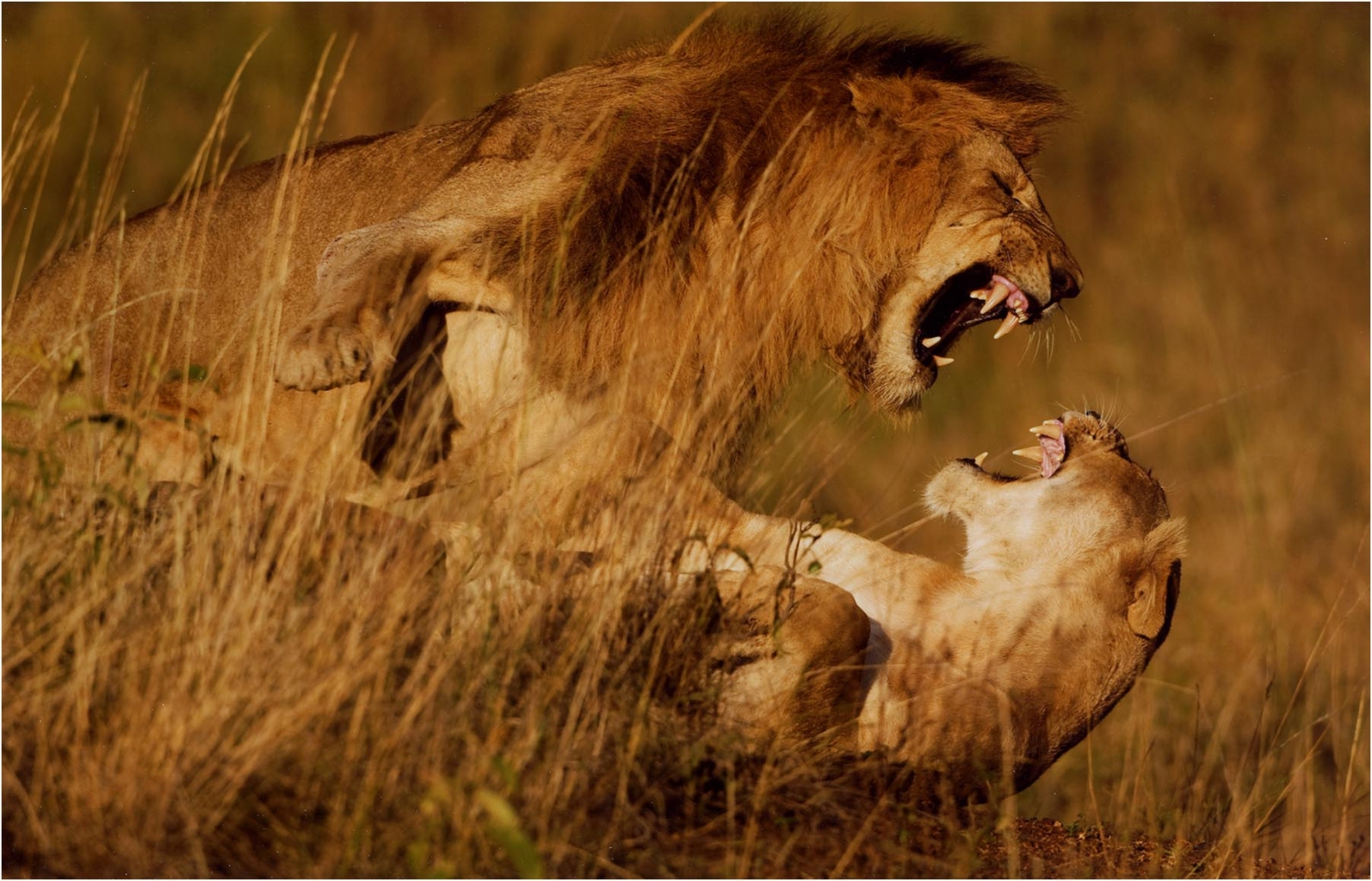 Pierluigi Rizzato "Lions fighting" - Sez. Stampe Colore Tema Natura premio speciale Pianeta