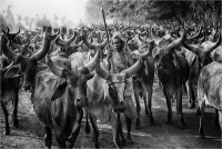 Romagnoli Daniele "Mandria in Punjab 2"