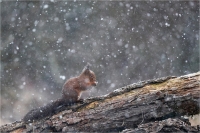 Bianchedi Flavio "Nevica"