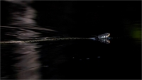 Mazzoni Riccardo "Natrice dal collare (Natrix natrix)"