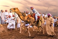 Montini Giulio "Camel race 2"