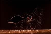 Ramella Milo Angelo "Firework"