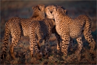 Rossi Mauro "Cheetahs"