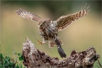 Rossi Mauro "Little owl"