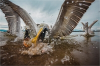 Rossi Stefano "Pelican fight"
