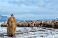 Zagolin Sandra "The shepherd"