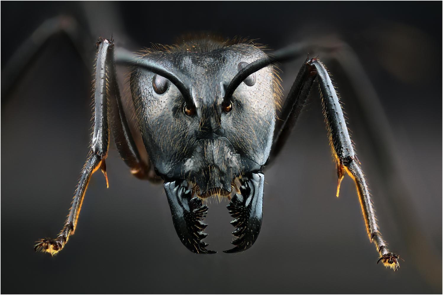Cencini Carlo "Formica Camponotus" (2020)