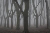 Battagliarini Paola Edda Nilla "Atmosfere sospese 1 - un parco in inverno" (2020)