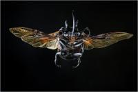 Cencini Carlo "Eupatorus gracilicornis" (2020)
