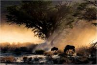 Zanetti Mirko "Blue wildebeest" (2019)