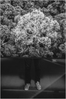 Bolognesi Laura - Tree 86 (2022)