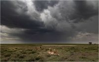 Chiari Ermanna - Tempesta in arrivo sulla savana (2023)